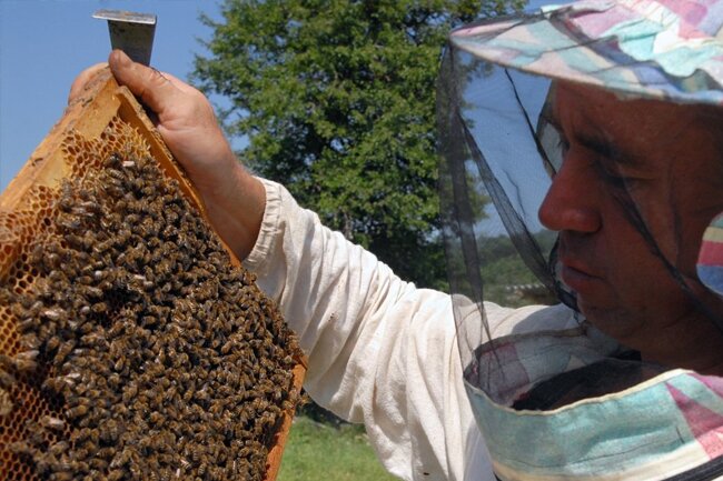 Новый туристический центр «Пчелиная деревня» открылся в Алтайском крае